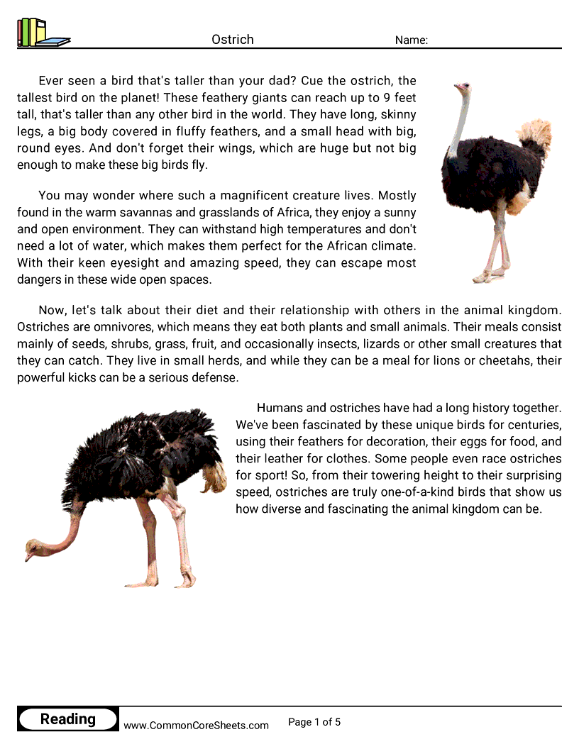 Reading Comprehension Birds Worksheets - ostrich worksheet