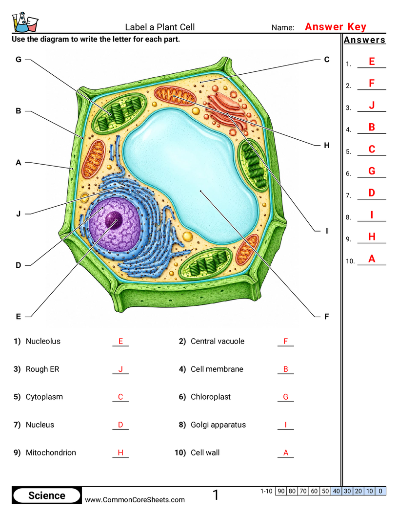 Science Labeling Worksheets - Label a Plant Cell worksheet