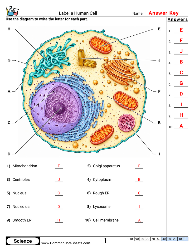 Science Labeling Worksheets - Label a Human Cell worksheet