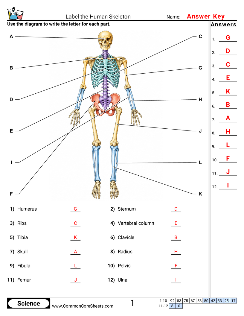 Science Labeling Worksheets - Label the Human Skeleton worksheet