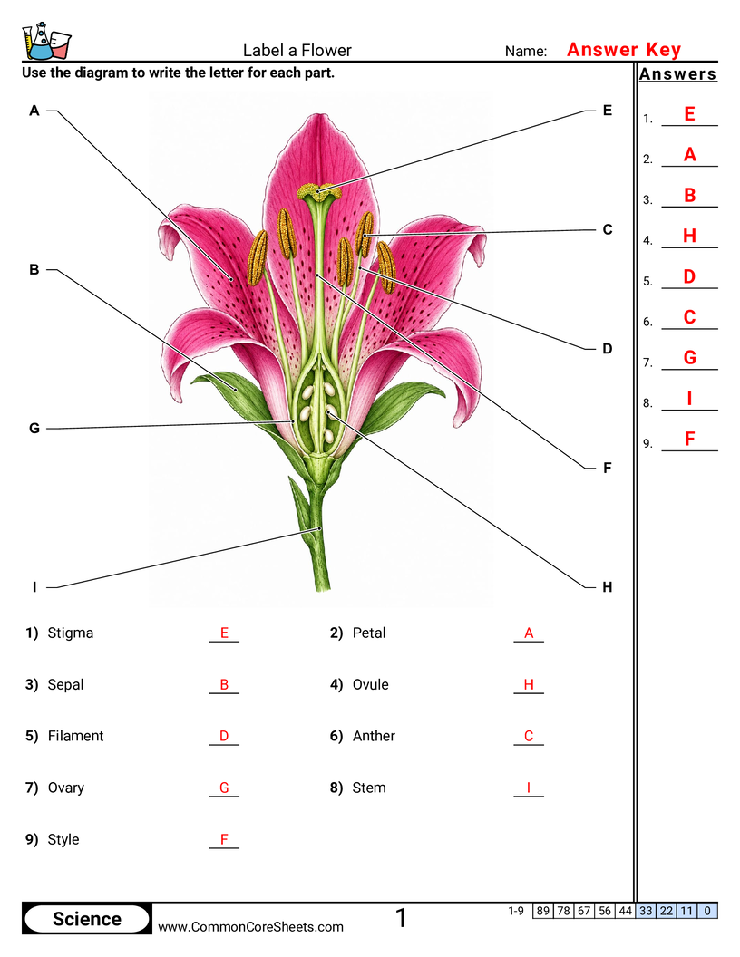 Science Labeling Worksheets - Label a Flower worksheet