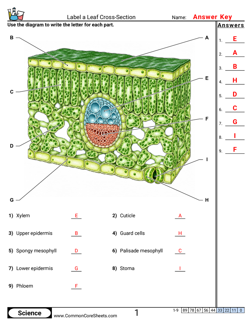 Science Labeling Worksheets - Label a Leaf Cross-Section worksheet