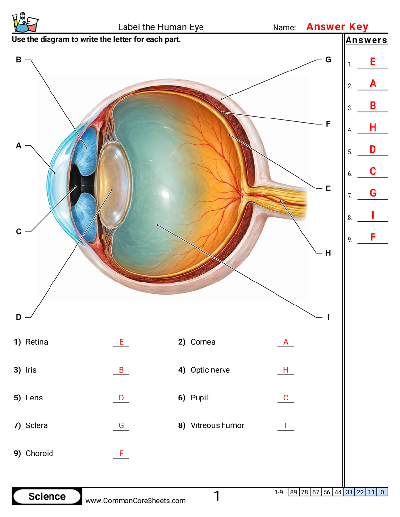 Science Labeling Worksheets - Label the Human Eye worksheet