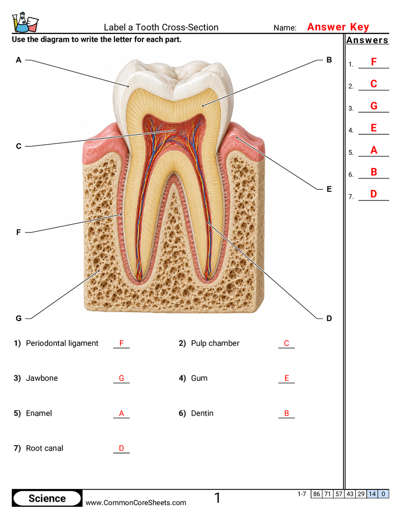 Science Labeling Worksheets - Label a Tooth Cross-Section worksheet