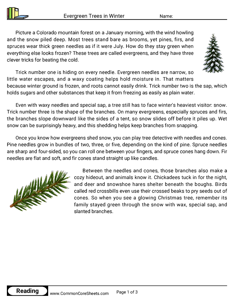 Evergreen Trees in Winter worksheet preview